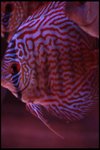 IMG_1124
