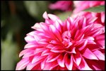 IMG_1445