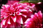 IMG_1447