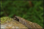 IMG_4886