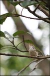 IMG_7274