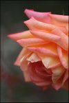 IMG_7548
