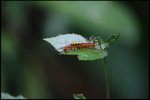 IMG_8451