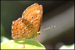 IMG_0381