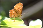 IMG_0382