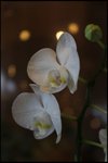 IMG_0405