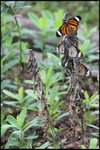 IMG_0434