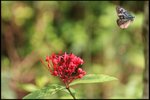 IMG_0510