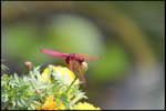 IMG_0534