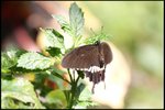 IMG_0591