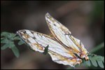 IMG_1156