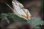 IMG_1158
