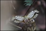 IMG_1166