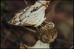 IMG_1188