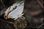IMG_1245