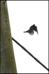 IMG_1296