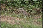 IMG_1346