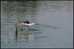 IMG_3066