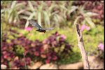 IMG_3729