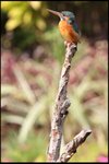 IMG_3755
