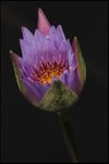 IMG_6152