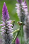 IMG_6448