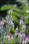 IMG_6451
