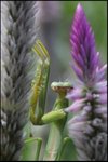 IMG_6454