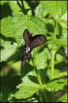 IMG_6462