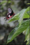 IMG_6498