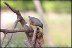 IMG_8720