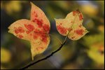 IMG_9395
