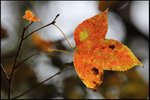 IMG_9403