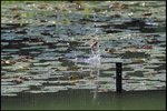 IMG_0451