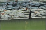 IMG_0454