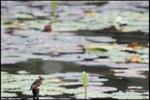 IMG_0533