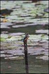 IMG_0547