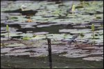 IMG_0550