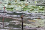 IMG_0571