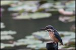 IMG_0582