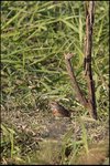 IMG_1241