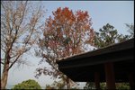 IMG_1807