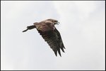 IMG_3392