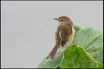 IMG_4275