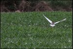 IMG_4427