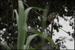 IMG_4432