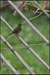 IMG_4437