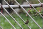 IMG_4438
