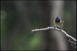 IMG_0708