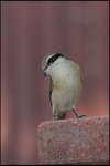 IMG_5483